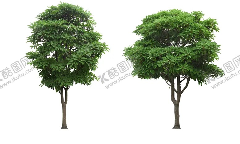 编号：53429610031701561635【酷图网】源文件下载-乔木 树木 花树图片