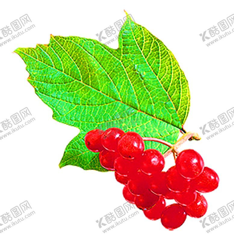 编号：76279109272330025658【酷图网】源文件下载-鲜花装饰