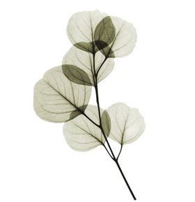 免抠背景干花枯花