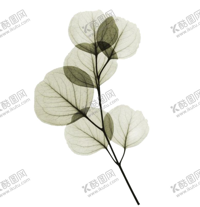编号：52401206300242154039【酷图网】源文件下载-免抠背景干花枯花