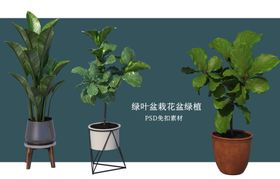 盆栽花盆绿植PSD免扣素材