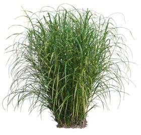 园林植物