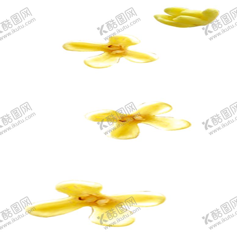 编号：74579209170514285600【酷图网】源文件下载-手绘植物花卉