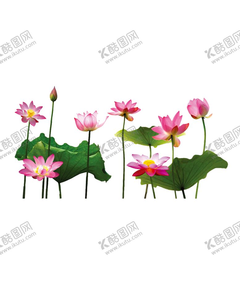 编号：78789409130218268548【酷图网】源文件下载-荷花