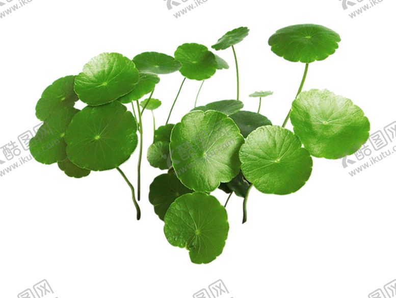 编号：68315009212043454654【酷图网】源文件下载-绿色植物