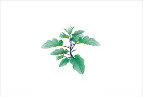 茄子秧
