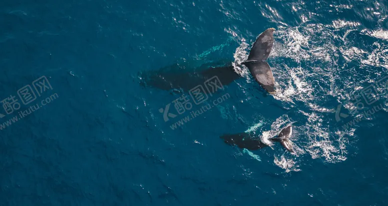 编号：42560110021604045512【酷图网】源文件下载-蓝鲸