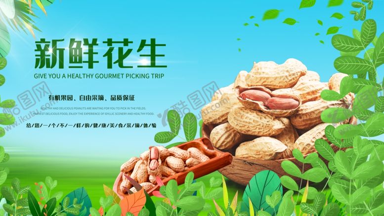编号：33469110161021061959【酷图网】源文件下载-新鲜饱满的花生展示