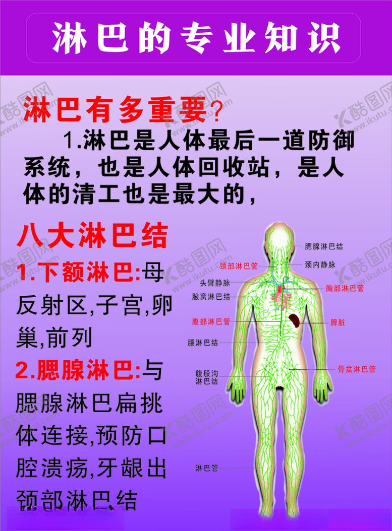 编号：24994407080644108049【酷图网】源文件下载-淋巴专业知识