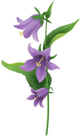 风铃草