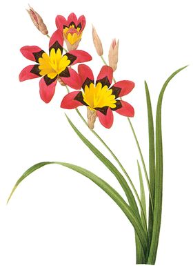 植物花卉油画装饰画