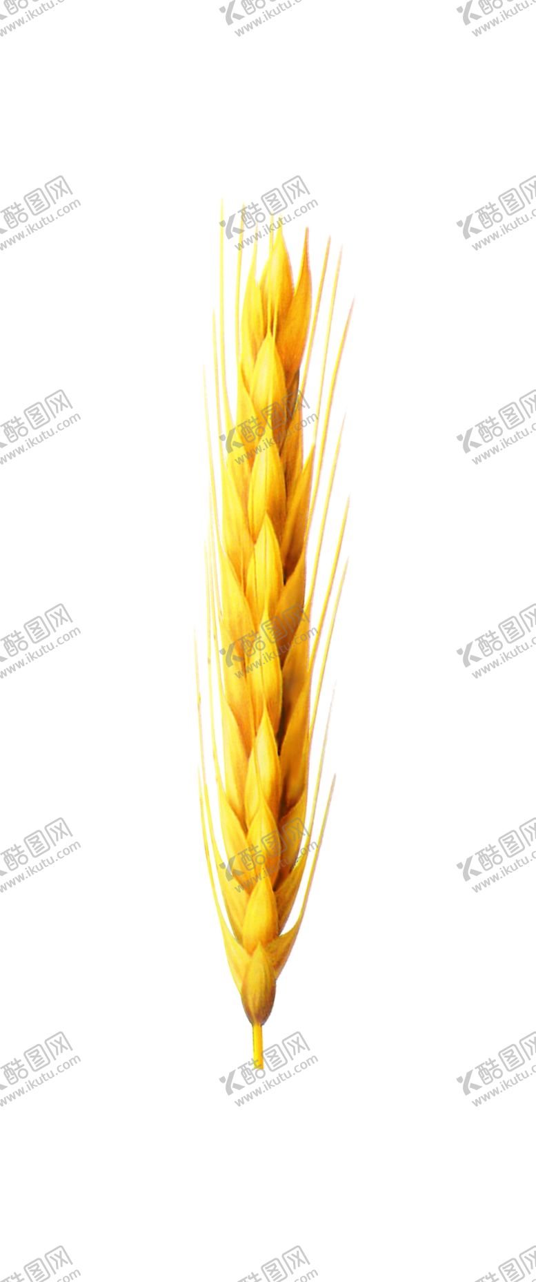 编号：35329805121949048782【酷图网】源文件下载-麦穗