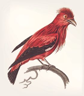 鸟类