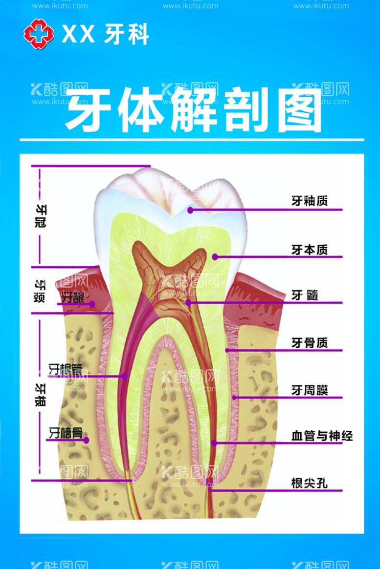 编号：70245910242324497201【酷图网】源文件下载-牙科挂画