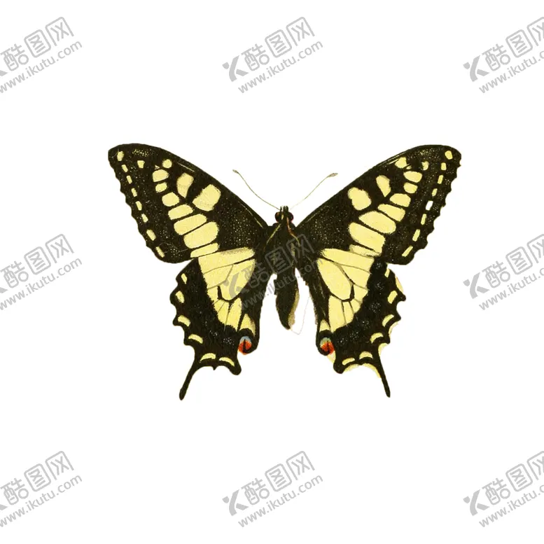 编号：83092804280604303931【酷图网】源文件下载-透明免扣蝴蝶