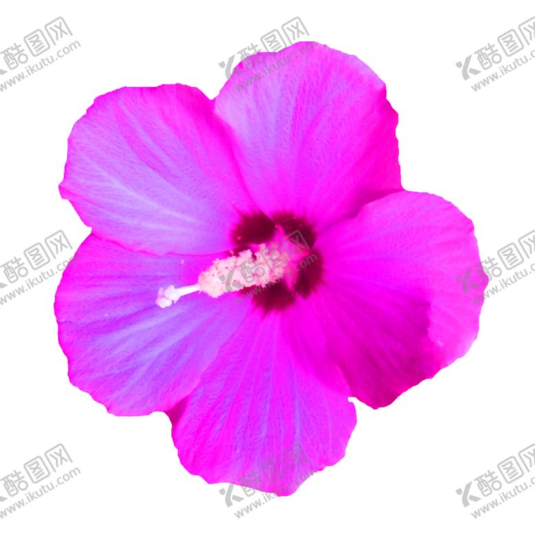 编号：51707005142339345775【酷图网】源文件下载-花素材