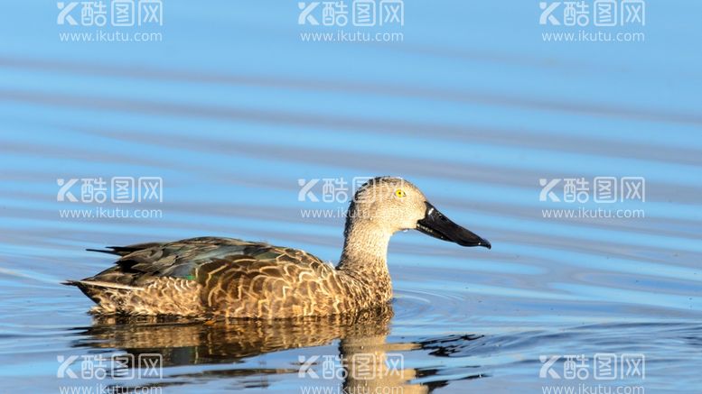 编号：32705109131651547581【酷图网】源文件下载-鸭子实拍鸭脚