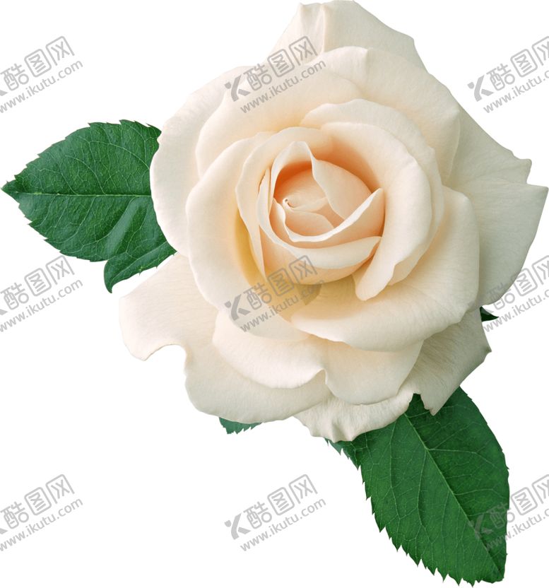 编号：59611501130052235741【酷图网】源文件下载-玫瑰花