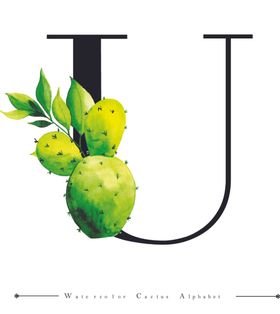 字母与水彩仙人掌组合字体