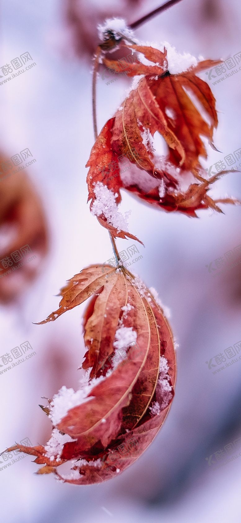 编号：10107309151058578577【酷图网】源文件下载-手机壁纸