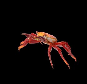 海洋生物