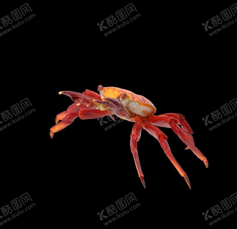 编号：95629209181409587421【酷图网】源文件下载-海洋生物