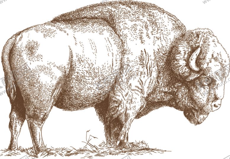 编号：62482909260723334281【酷图网】源文件下载-动物素描