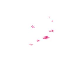 花瓣
