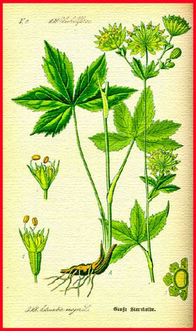 水彩花草