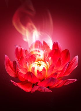 大气高端红色花朵背景