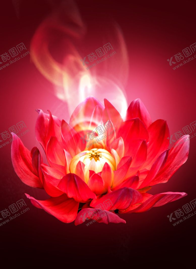 编号：34547010311435484001【酷图网】源文件下载-大气高端红色花朵背景