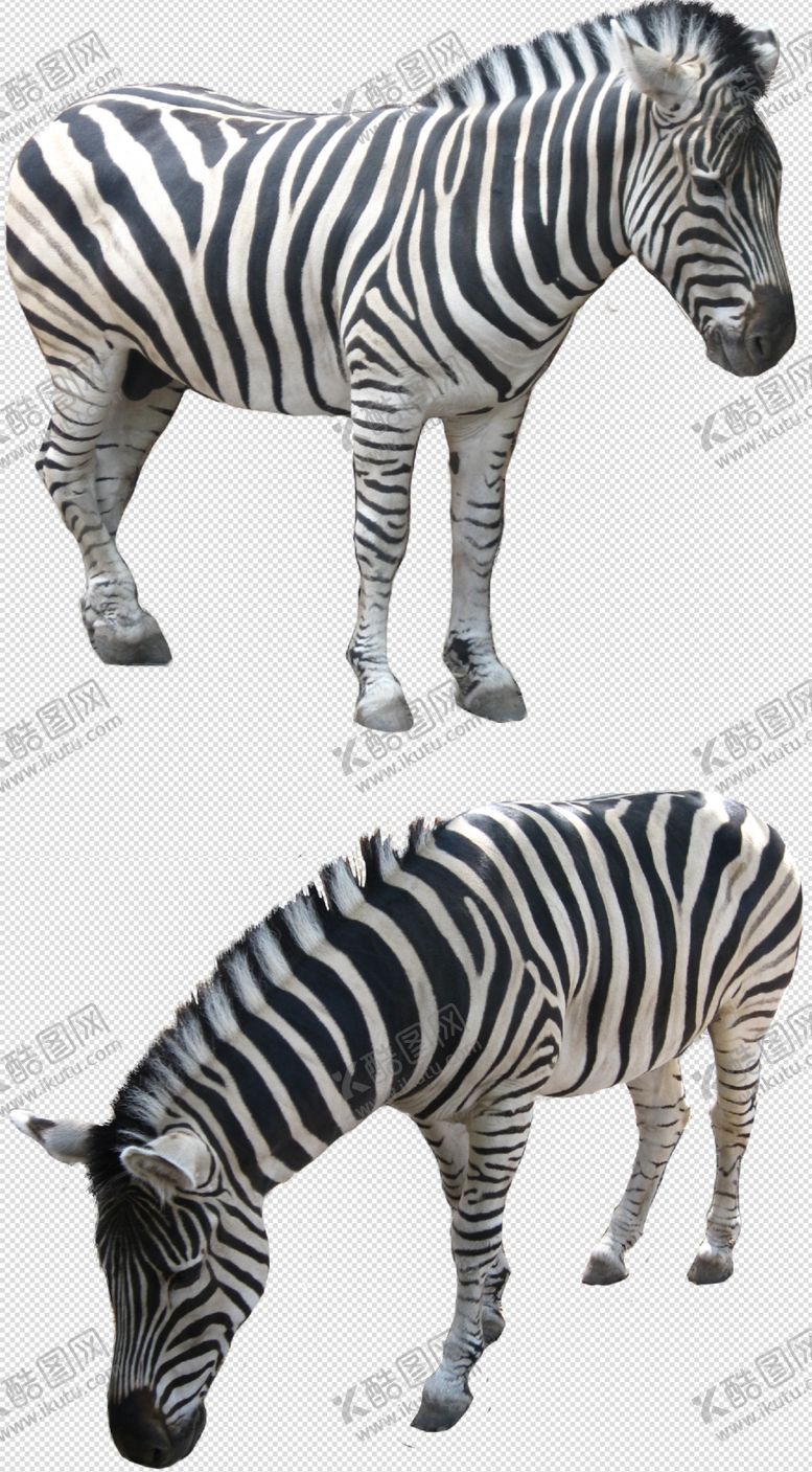 编号：16206609140108598732【酷图网】源文件下载-斑马