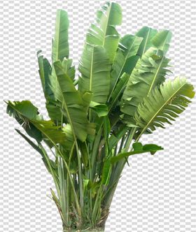 透明底植物