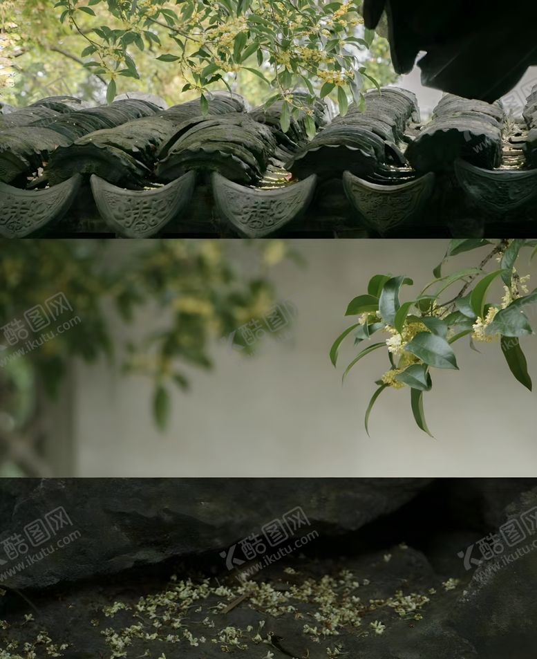 编号：28968201170214436808【酷图网】源文件下载-桂花