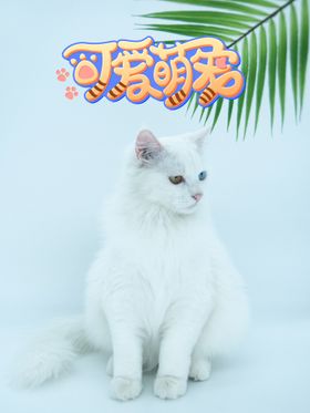 宠物海报猫店开张淘宝首页
