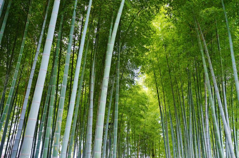 编号：65773610131028165112【酷图网】源文件下载-竹子