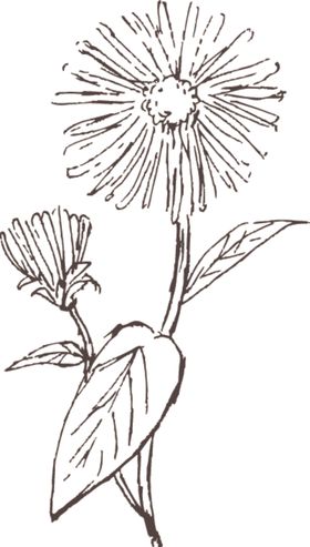素描鲜花