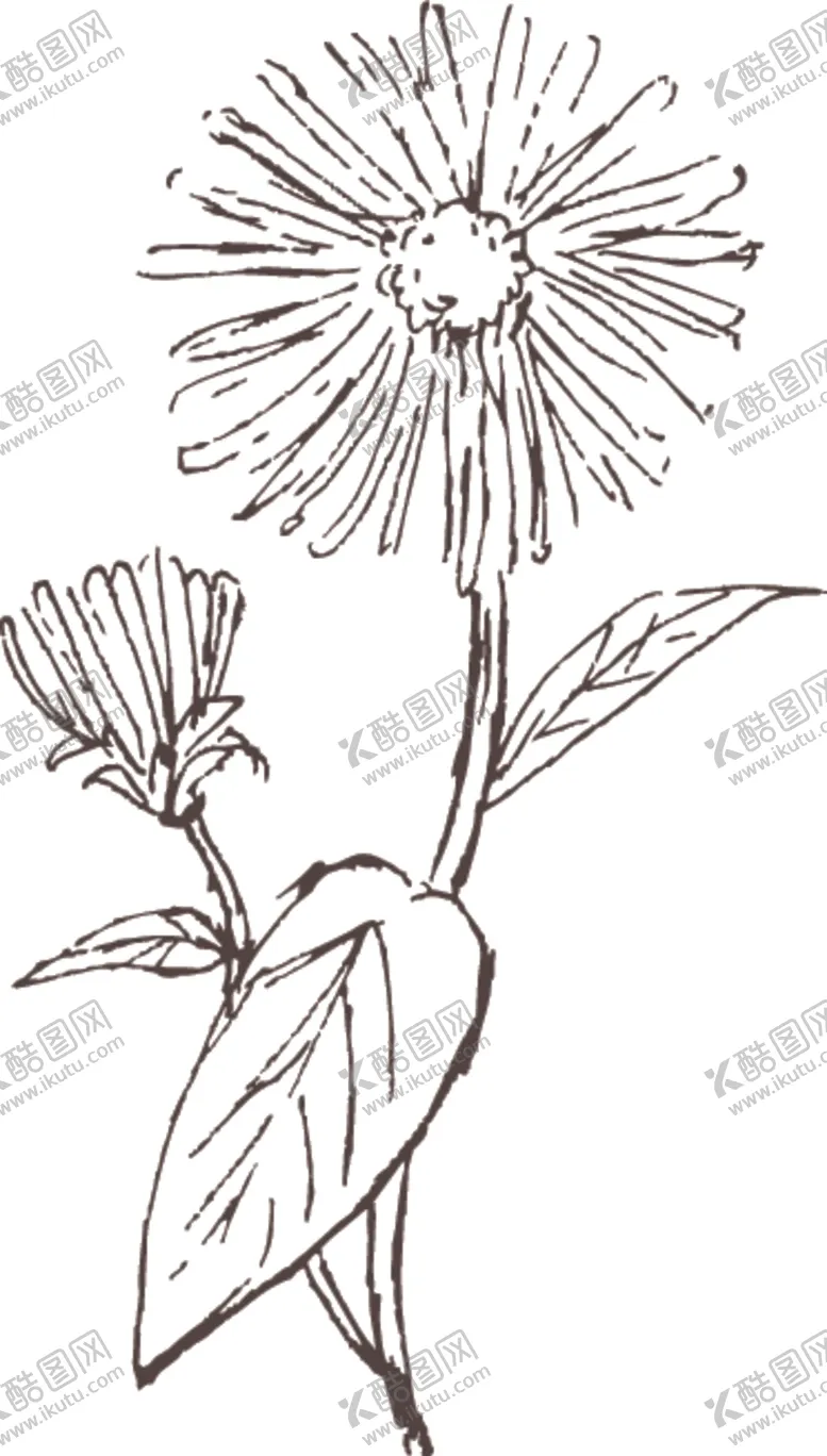 编号：81831606291906559242【酷图网】源文件下载-素描鲜花