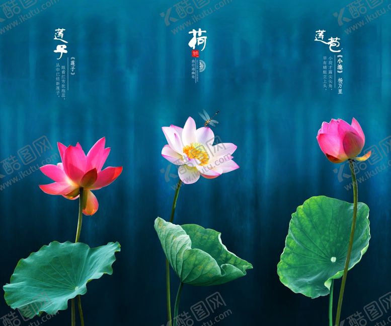 编号：80206810201916165466【酷图网】源文件下载-荷花