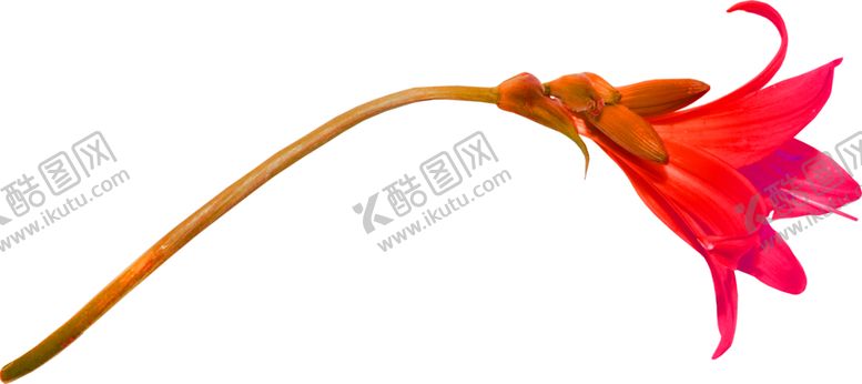 编号：70736709280011568351【酷图网】源文件下载-鲜花素材