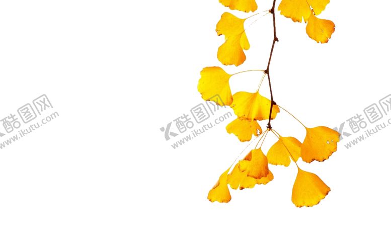 编号：91745209300155291164【酷图网】源文件下载-银杏叶