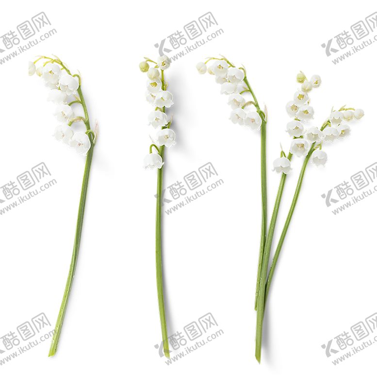 编号：16342210232003297900【酷图网】源文件下载-鲜花素材