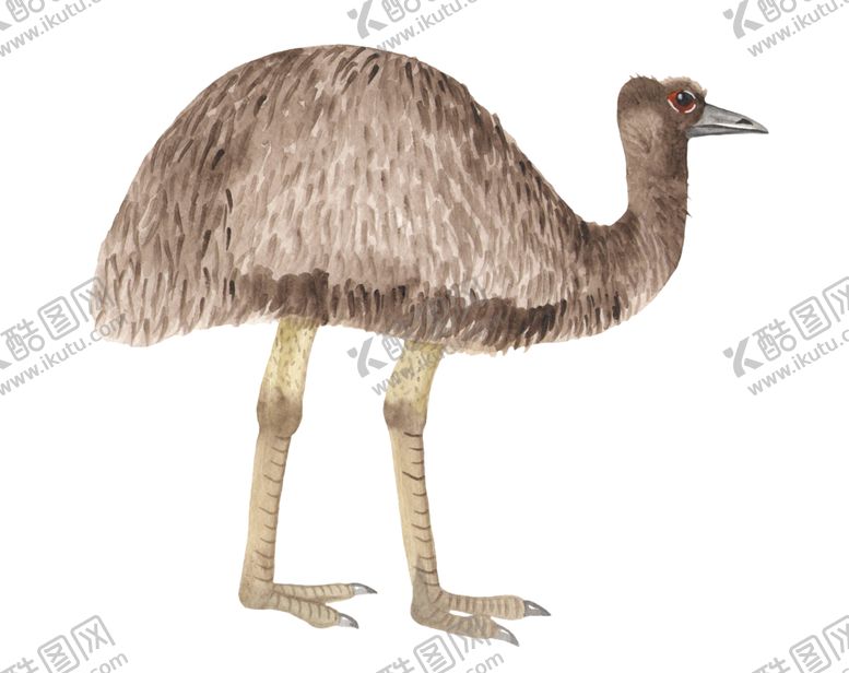 编号：60047210141619587986【酷图网】源文件下载-澳大利亚水彩动物