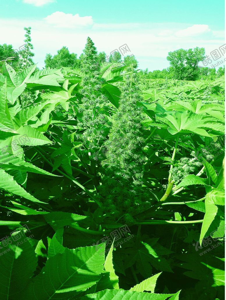 编号：96541909281826234048【酷图网】源文件下载-蓖麻