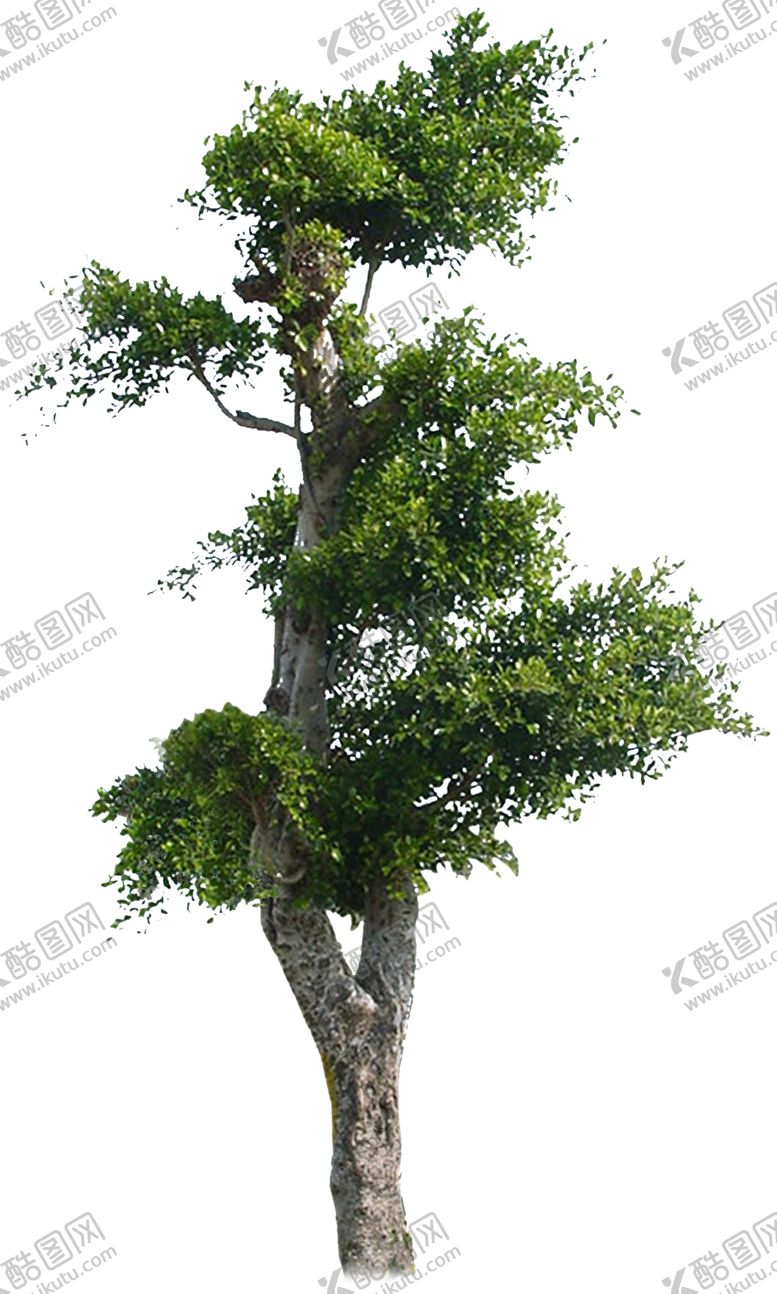 编号：64740807132132437474【酷图网】源文件下载-景观树