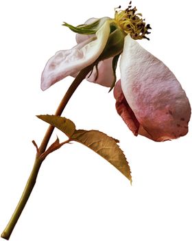 装饰花png