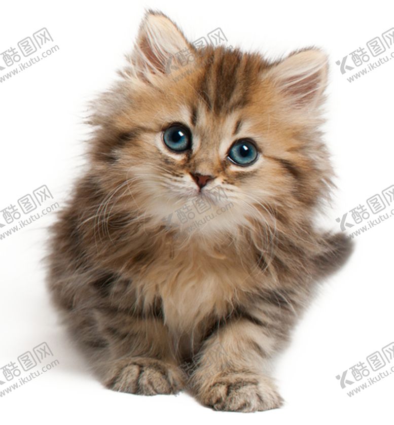编号：98522901230900126934【酷图网】源文件下载-可爱宠物猫咪图片