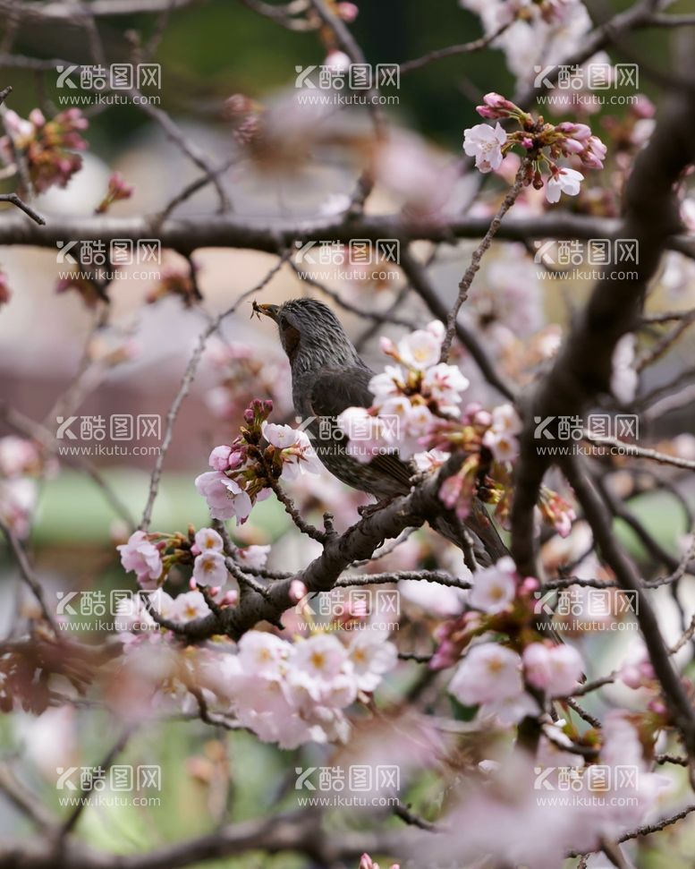 编号：81584612220849158648【酷图网】源文件下载-樱花