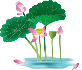 荷花莲logo工笔画莲背景素材