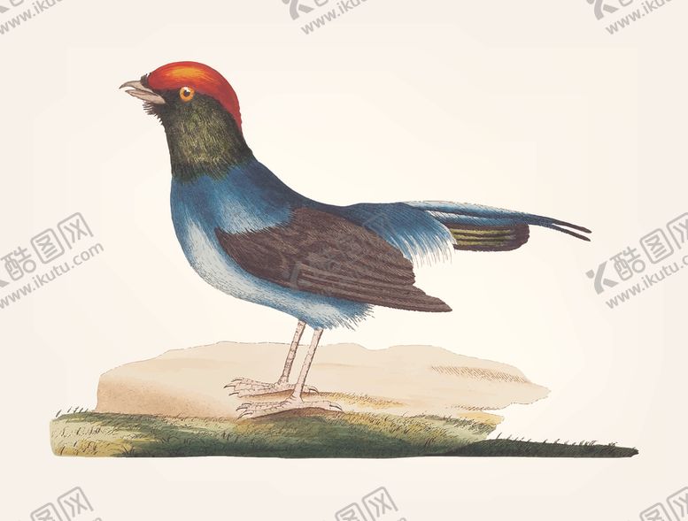 编号：92271210281714141264【酷图网】源文件下载-鸟类